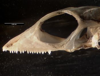 Media type: image;   Herpetology R-184659